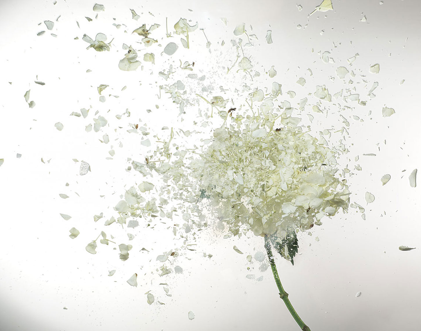Exploding Flowers Hydrangea